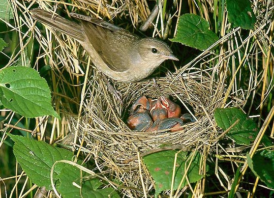 tuinfluiter-nest